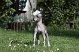 CHIEN NU CHINOIS 096